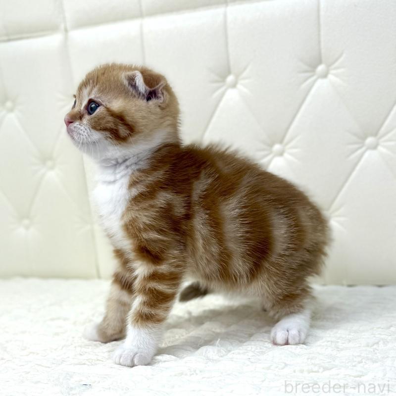 販売中の鹿児島県のスコティッシュフォールド(折れ耳)-133191の6枚目