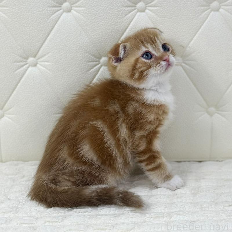 販売中の鹿児島県のスコティッシュフォールド(折れ耳)-133191の5枚目