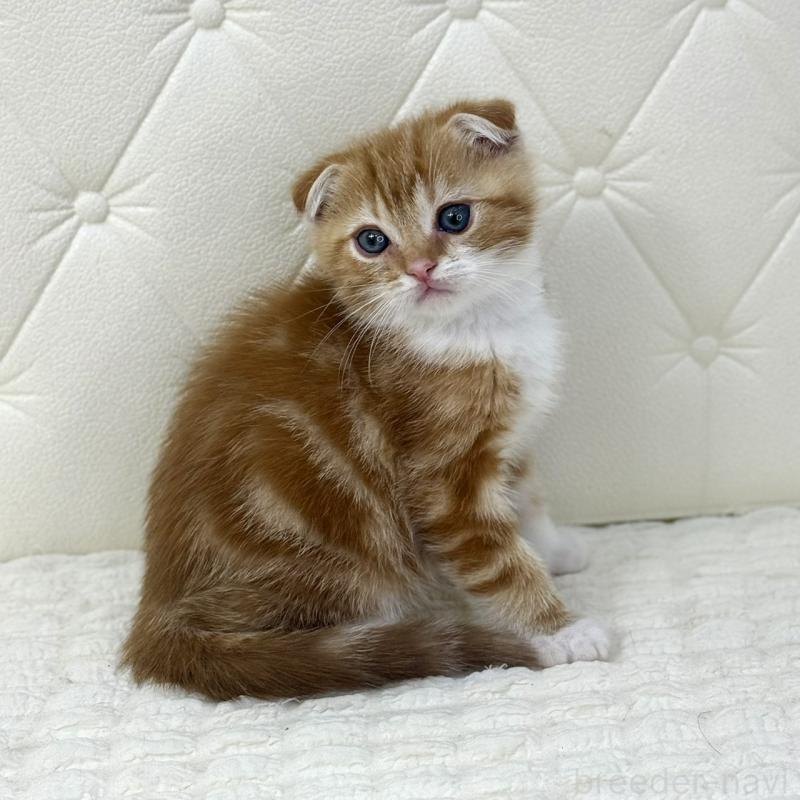 販売中の鹿児島県のスコティッシュフォールド(折れ耳)-133191の4枚目