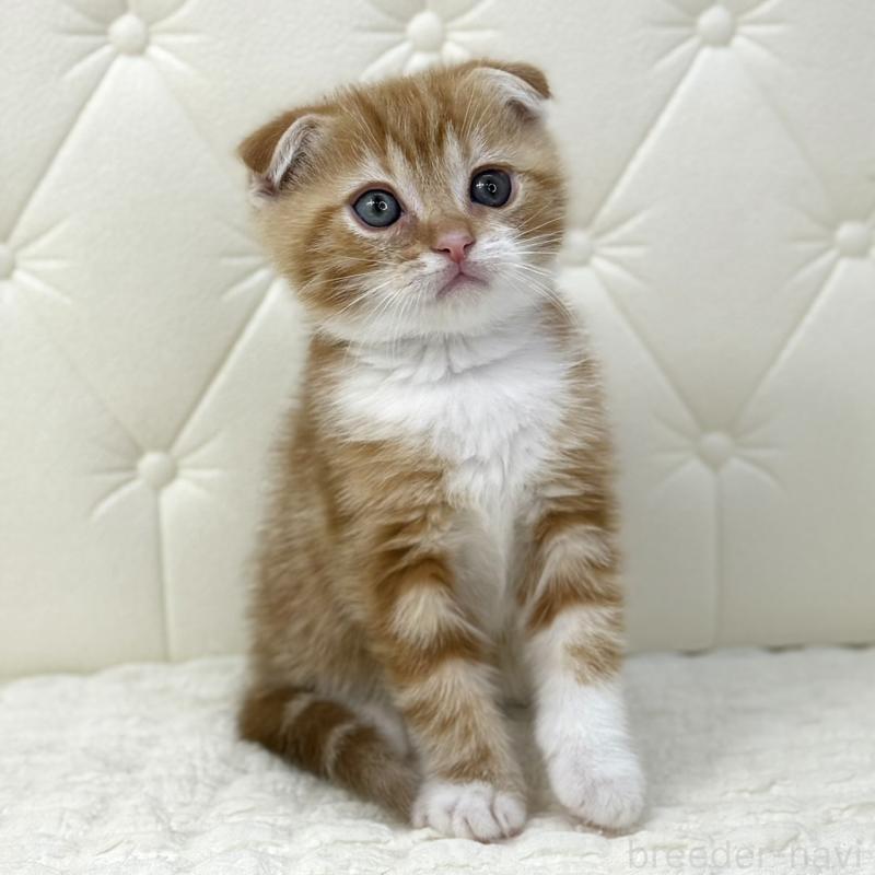 販売中の鹿児島県のスコティッシュフォールド(折れ耳)-133191の1枚目