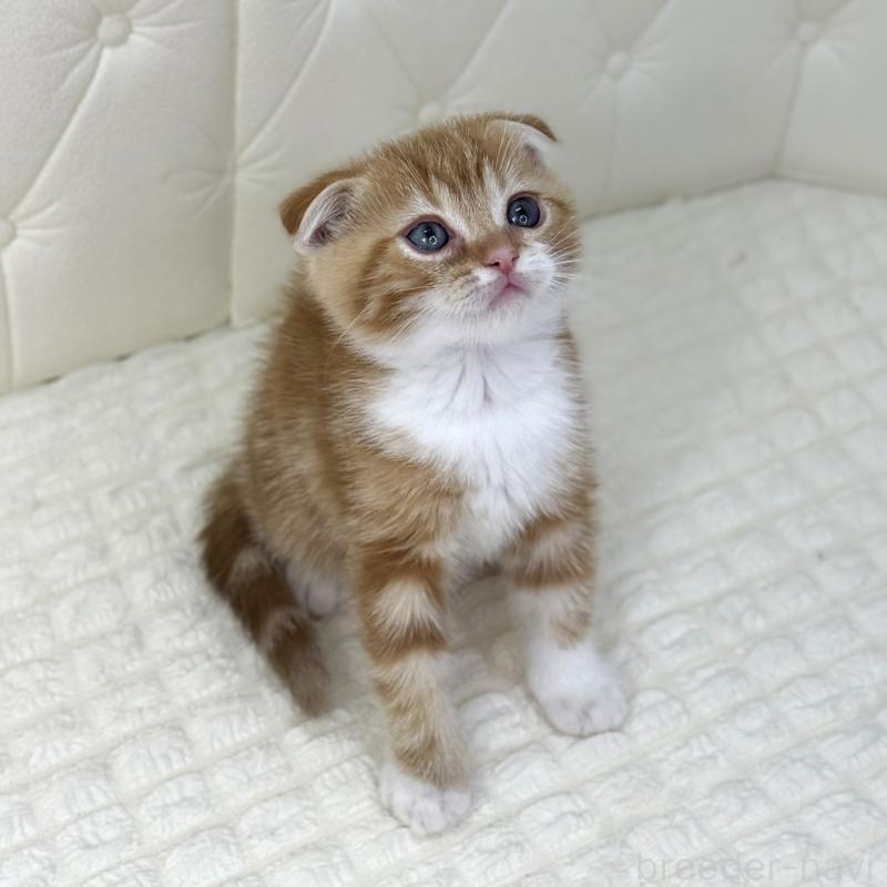 販売中の鹿児島県のスコティッシュフォールド(折れ耳)-133191の3枚目