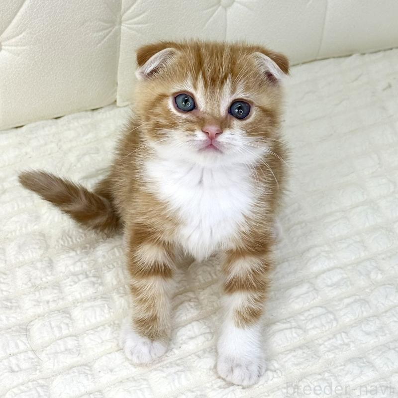 販売中の鹿児島県のスコティッシュフォールド(折れ耳)-133191の2枚目