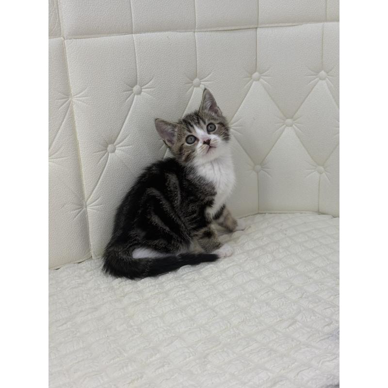 販売中の鹿児島県のスコティッシュフォールド-133192の12枚目