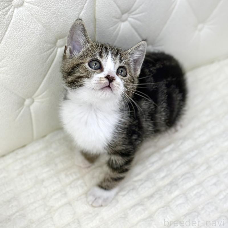 販売中の鹿児島県のスコティッシュフォールド-133192の11枚目