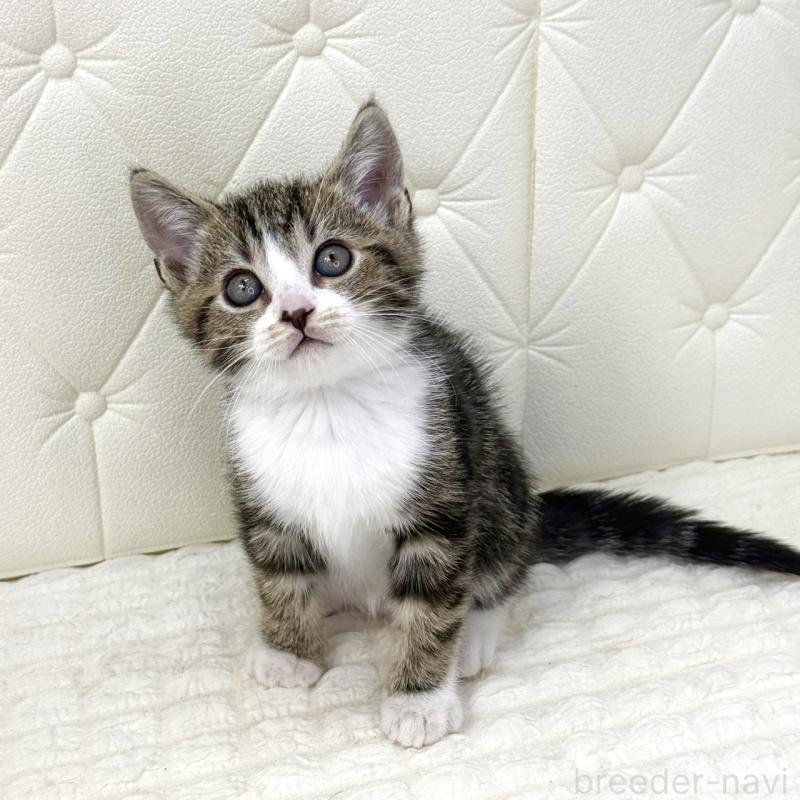 販売中の鹿児島県のスコティッシュフォールド-133192の1枚目