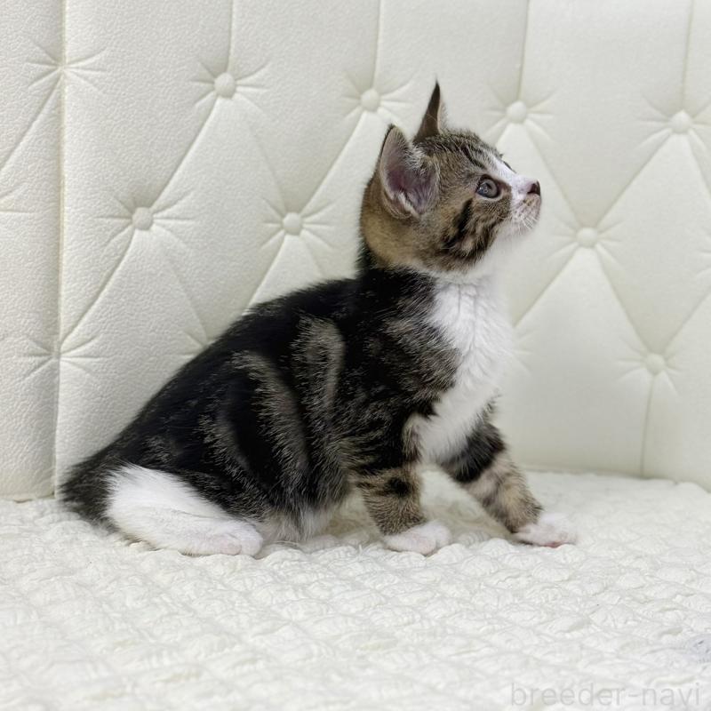 販売中の鹿児島県のスコティッシュフォールド-133192の10枚目