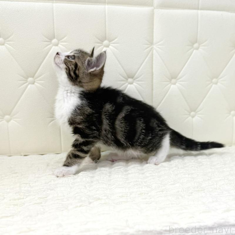 販売中の鹿児島県のスコティッシュフォールド-133192の9枚目