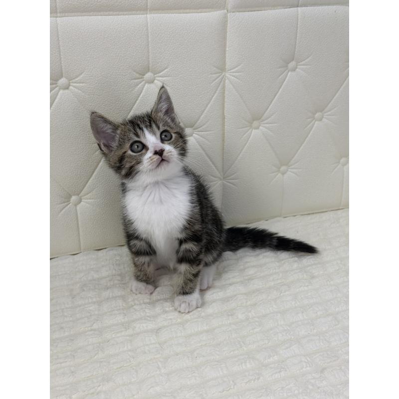 販売中の鹿児島県のスコティッシュフォールド-133192の8枚目