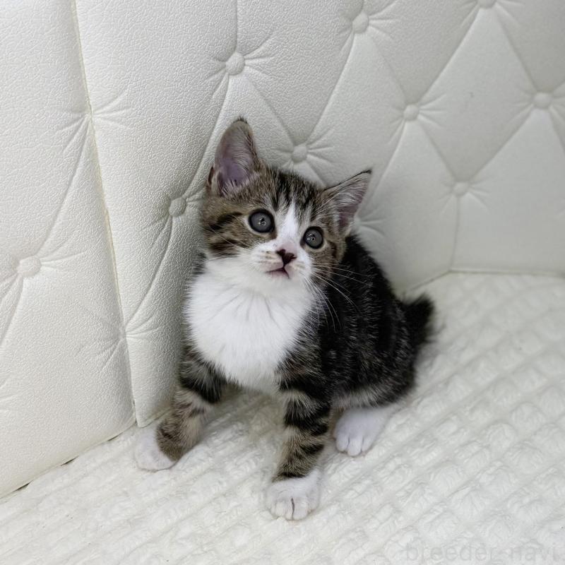 販売中の鹿児島県のスコティッシュフォールド-133192の7枚目