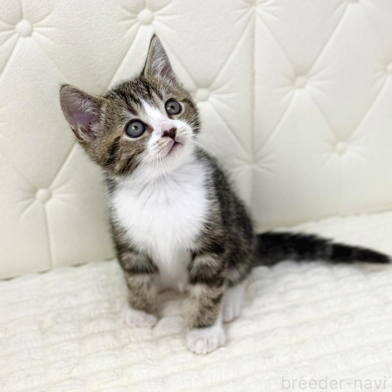 販売中の鹿児島県のスコティッシュフォールド-133192の6枚目