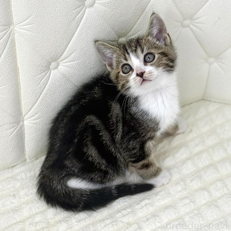 販売中の鹿児島県のスコティッシュフォールド-133192の5枚目