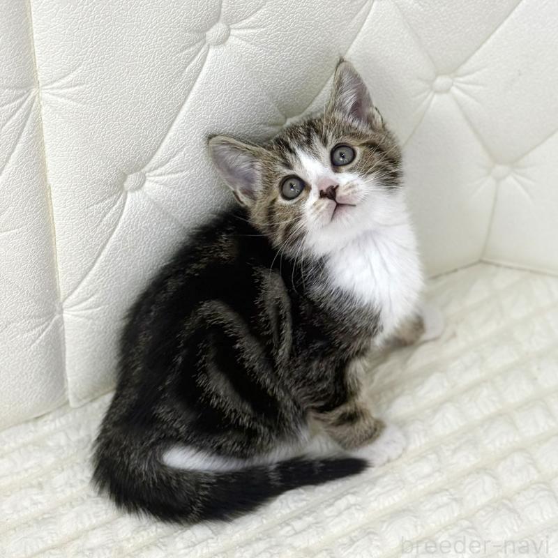 販売中の鹿児島県のスコティッシュフォールド-133192の4枚目