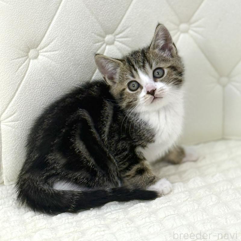 販売中の鹿児島県のスコティッシュフォールド-133192の2枚目