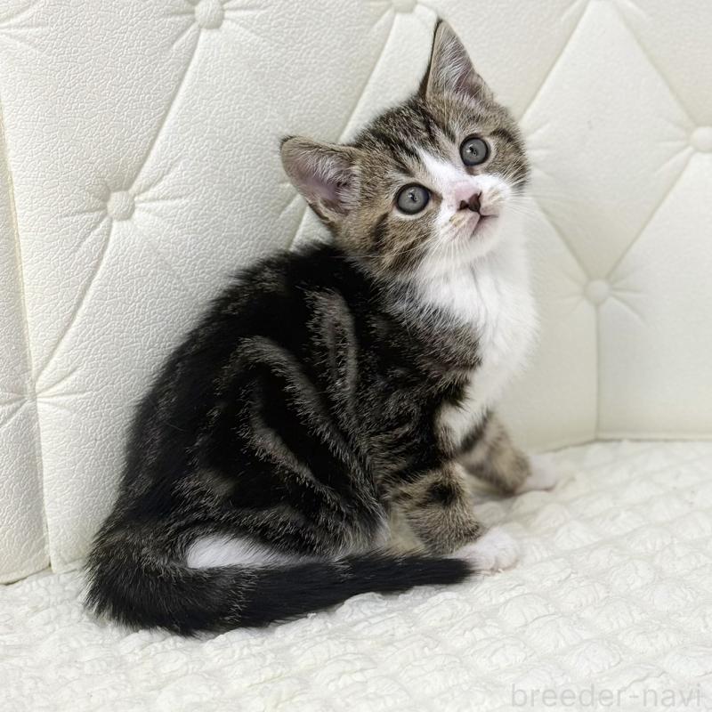 販売中の鹿児島県のスコティッシュフォールド-133192の3枚目