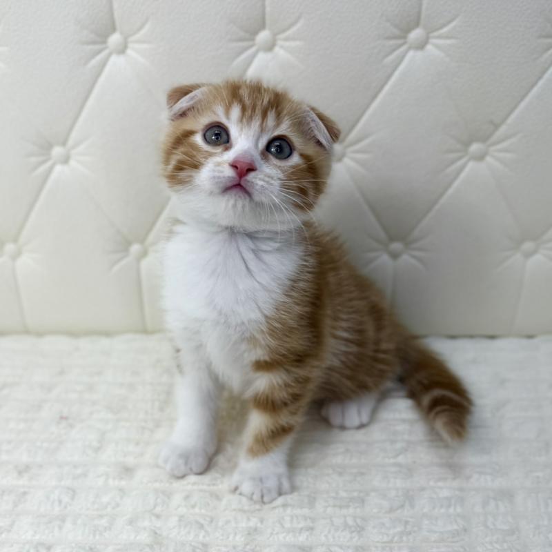 販売中の鹿児島県のスコティッシュフォールド(折れ耳)-133193