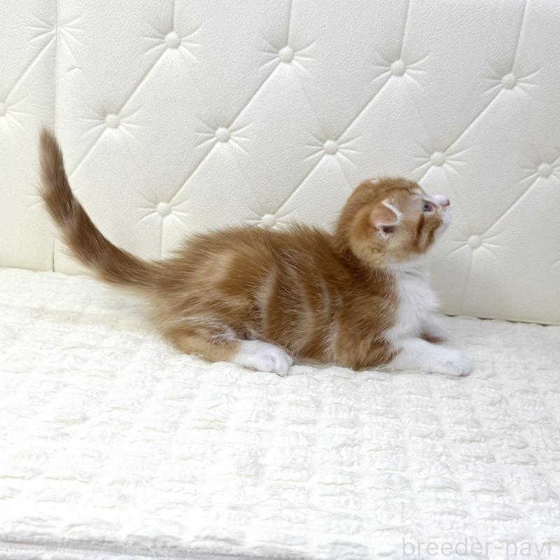 販売中の鹿児島県のスコティッシュフォールド(折れ耳)-133193の10枚目