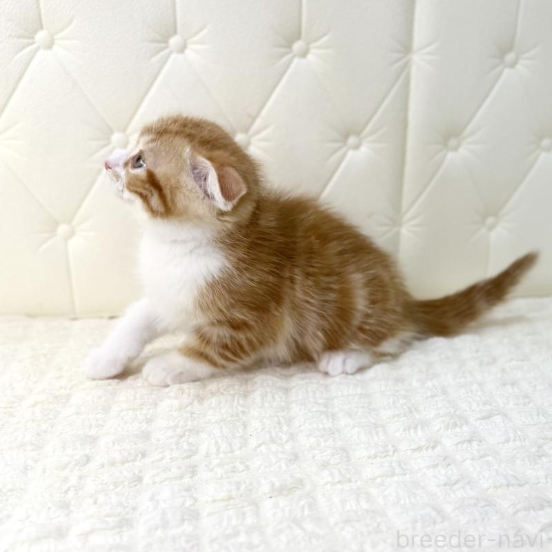販売中の鹿児島県のスコティッシュフォールド(折れ耳)-133193の9枚目