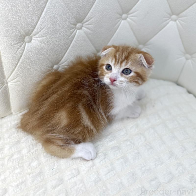販売中の鹿児島県のスコティッシュフォールド(折れ耳)-133193の8枚目