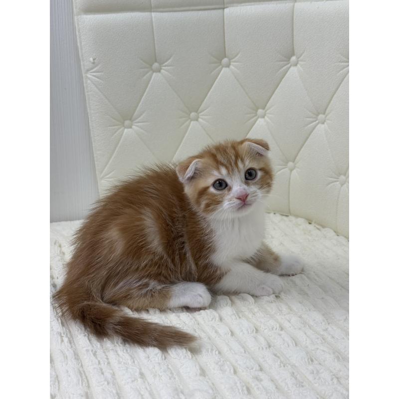 販売中の鹿児島県のスコティッシュフォールド(折れ耳)-133193の7枚目