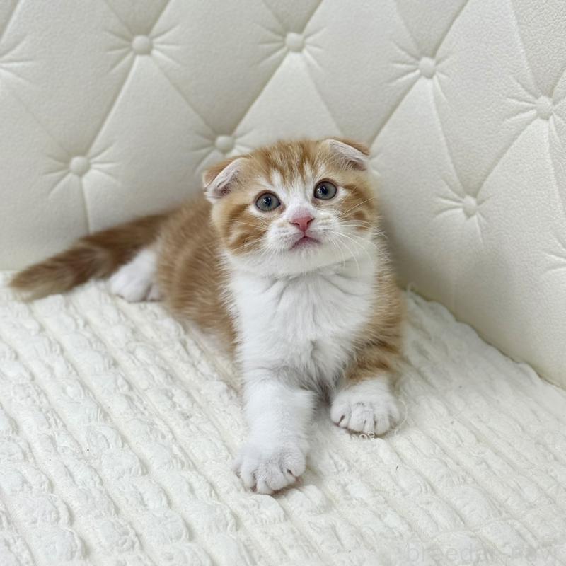 販売中の鹿児島県のスコティッシュフォールド(折れ耳)-133193の6枚目