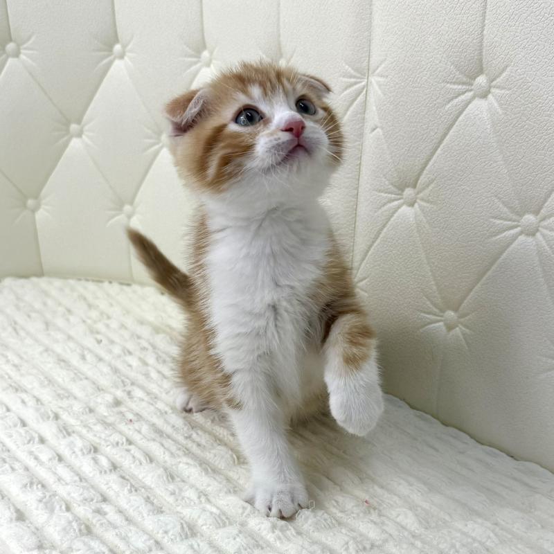 販売中の鹿児島県のスコティッシュフォールド(折れ耳)-133193の5枚目