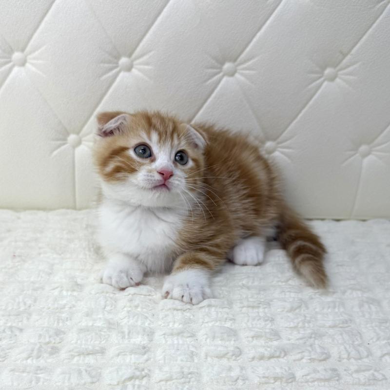 販売中の鹿児島県のスコティッシュフォールド(折れ耳)-133193の4枚目