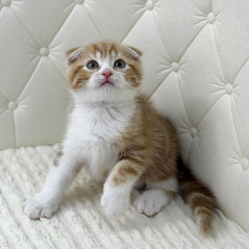 販売中の鹿児島県のスコティッシュフォールド(折れ耳)-133193の2枚目