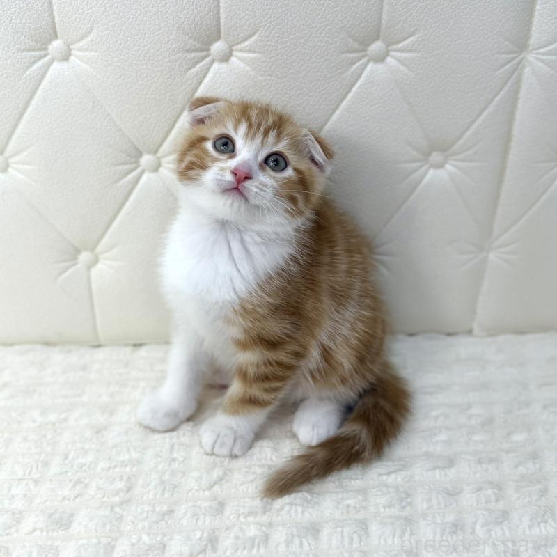 販売中の鹿児島県のスコティッシュフォールド(折れ耳)-133193の3枚目