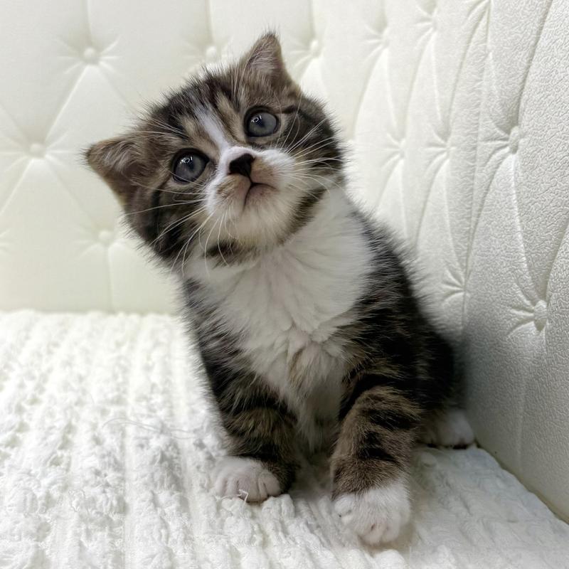 販売中の鹿児島県のスコティッシュフォールド(折れ耳)-133194