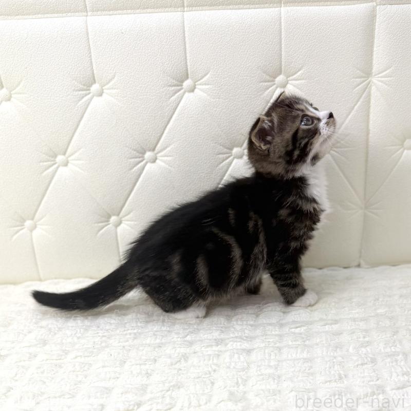 販売中の鹿児島県のスコティッシュフォールド(折れ耳)-133194の11枚目