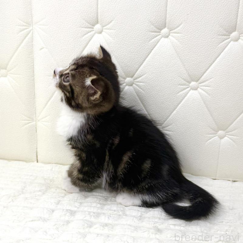 販売中の鹿児島県のスコティッシュフォールド(折れ耳)-133194の10枚目