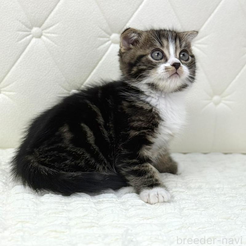 販売中の鹿児島県のスコティッシュフォールド(折れ耳)-133194の9枚目