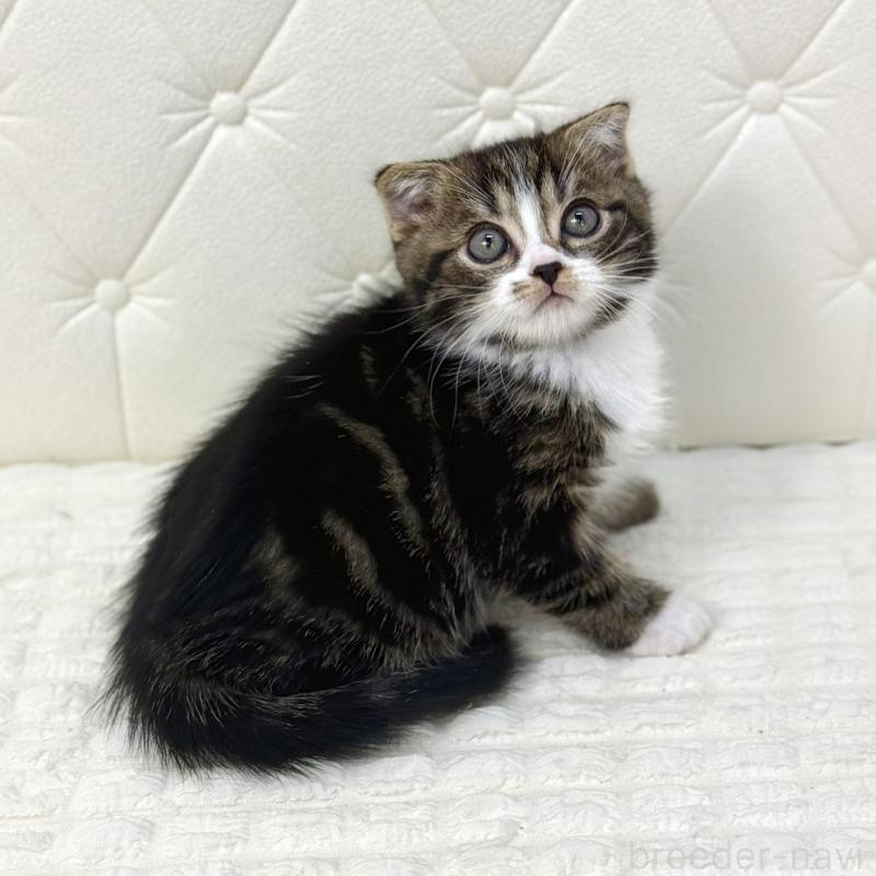 販売中の鹿児島県のスコティッシュフォールド(折れ耳)-133194の8枚目