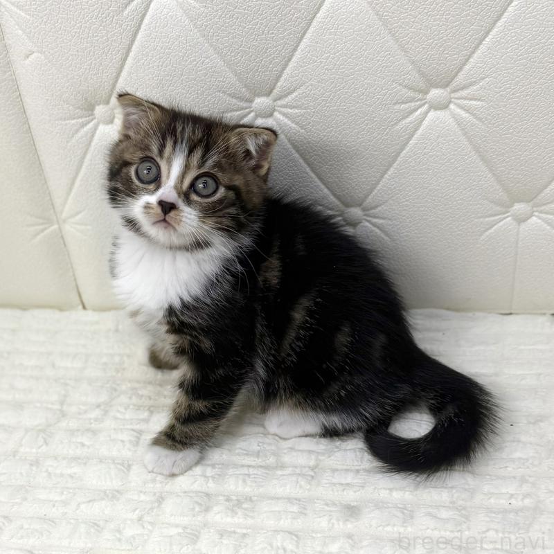 販売中の鹿児島県のスコティッシュフォールド(折れ耳)-133194の7枚目