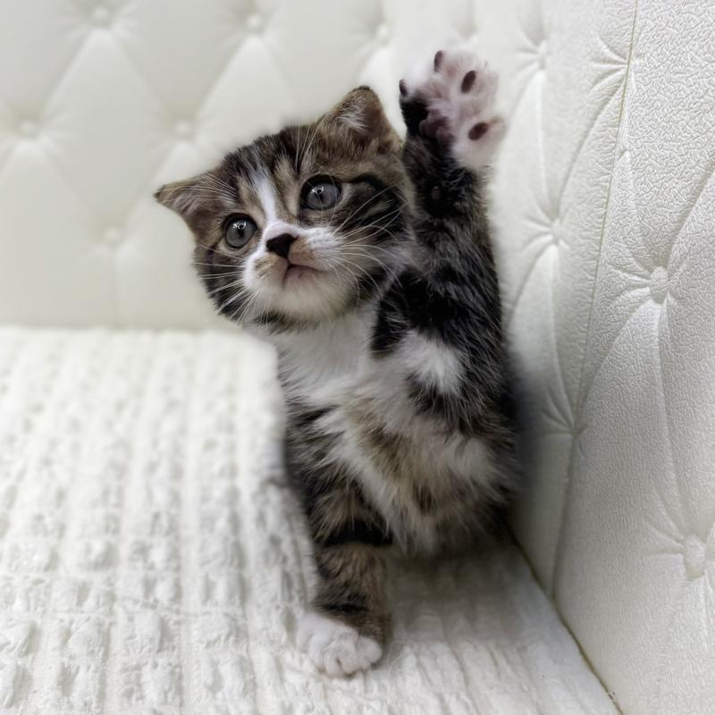 販売中の鹿児島県のスコティッシュフォールド(折れ耳)-133194の6枚目