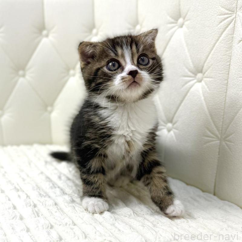 販売中の鹿児島県のスコティッシュフォールド(折れ耳)-133194の5枚目