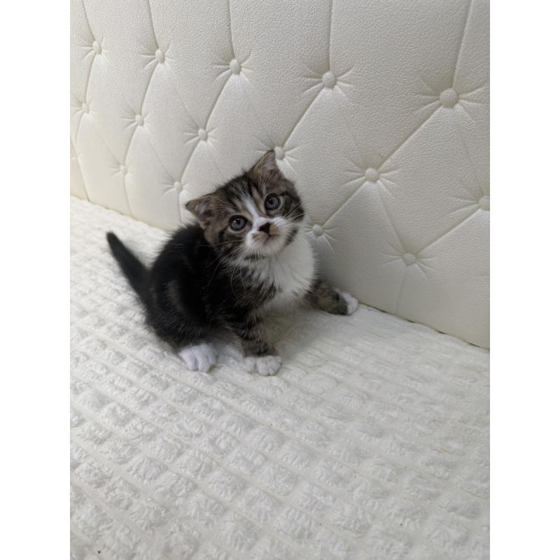 販売中の鹿児島県のスコティッシュフォールド(折れ耳)-133194の4枚目