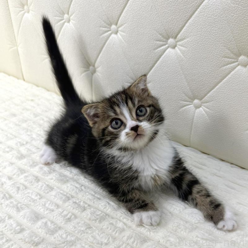 販売中の鹿児島県のスコティッシュフォールド(折れ耳)-133194の3枚目