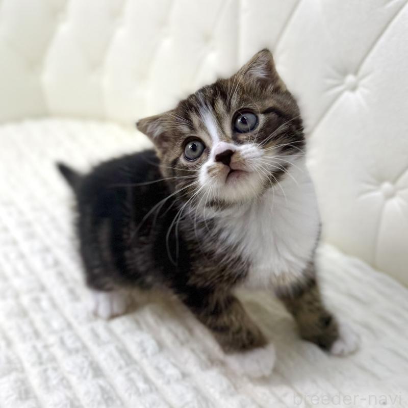 販売中の鹿児島県のスコティッシュフォールド(折れ耳)-133194の2枚目