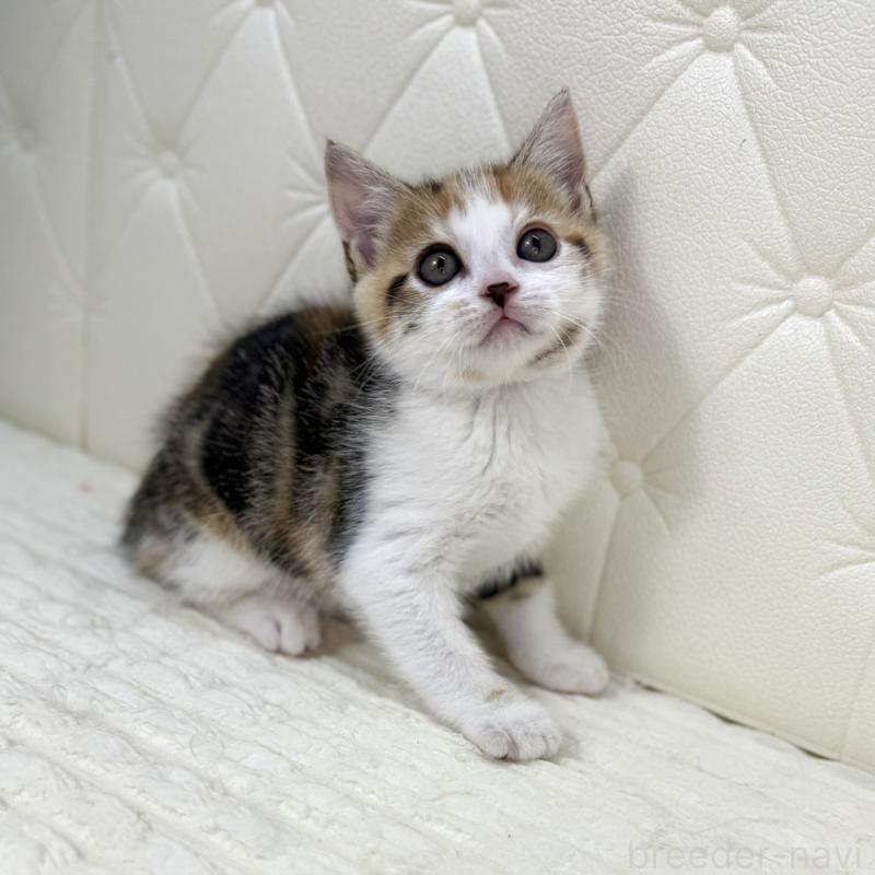 販売中の鹿児島県のスコティッシュフォールド-133195の11枚目