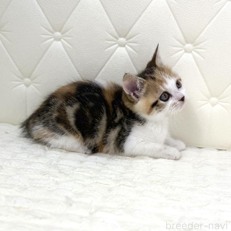 販売中の鹿児島県のスコティッシュフォールド-133195の10枚目