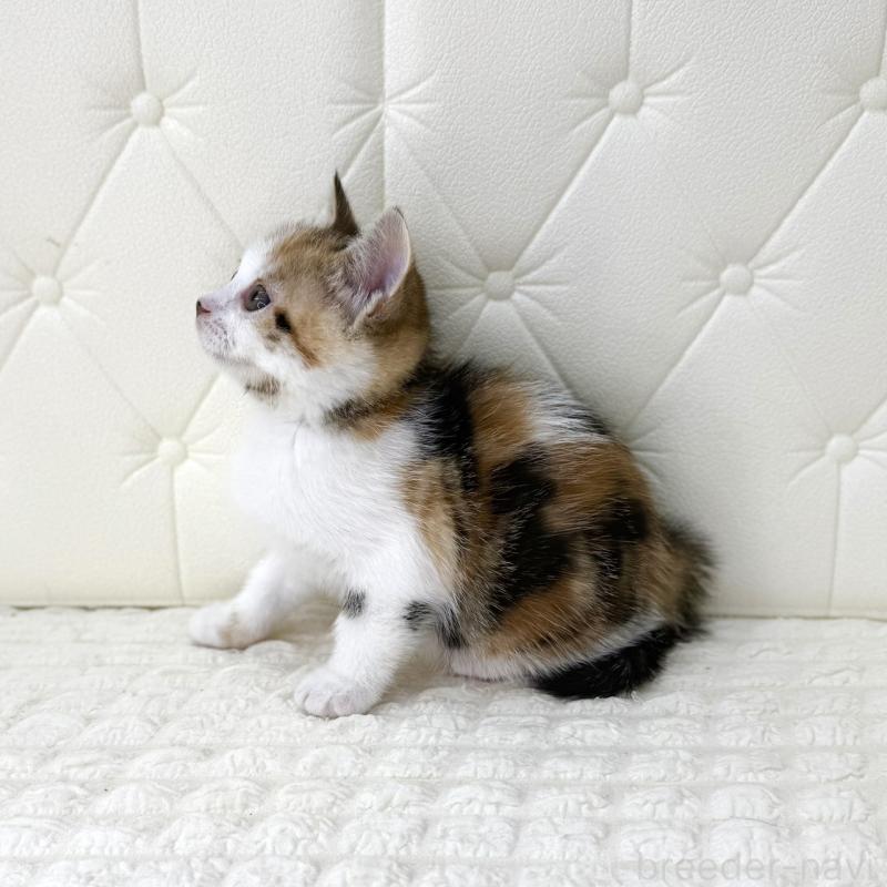 販売中の鹿児島県のスコティッシュフォールド-133195の9枚目