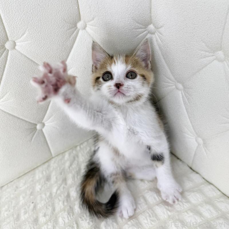 販売中の鹿児島県のスコティッシュフォールド-133195