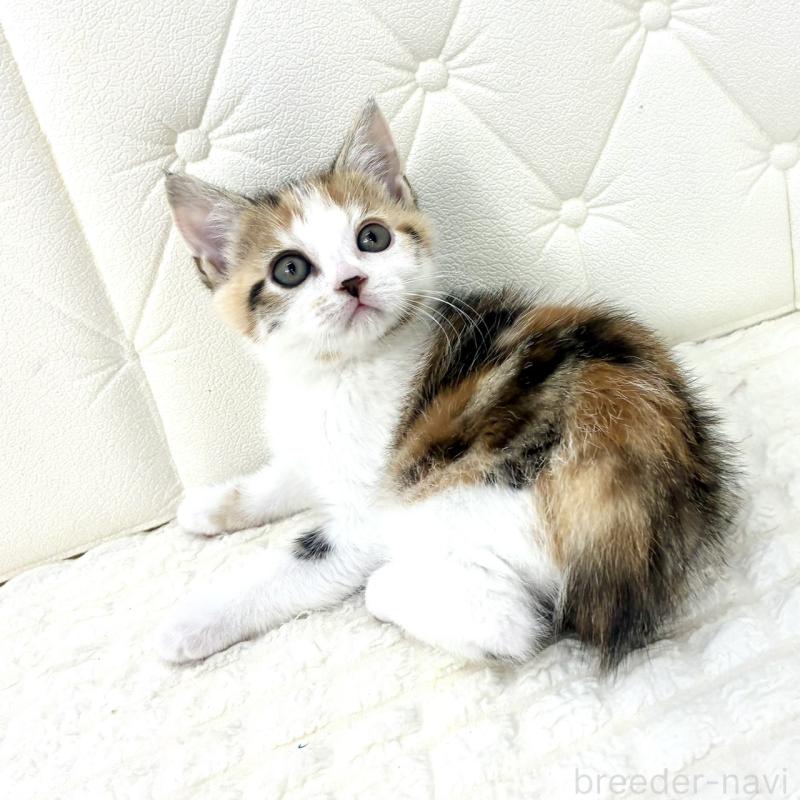 販売中の鹿児島県のスコティッシュフォールド-133195の8枚目