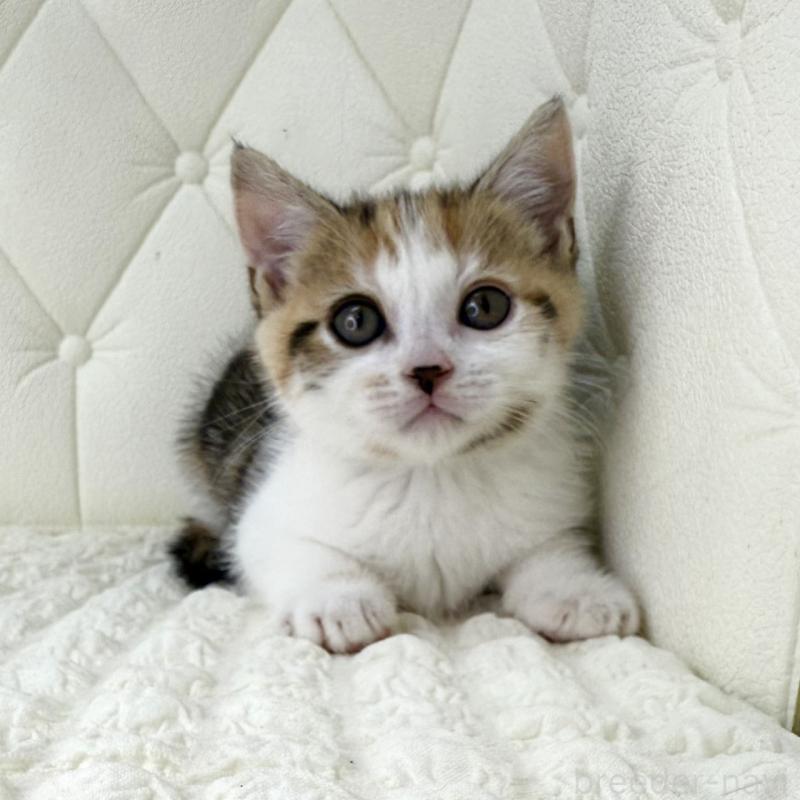 販売中の鹿児島県のスコティッシュフォールド-133195の7枚目