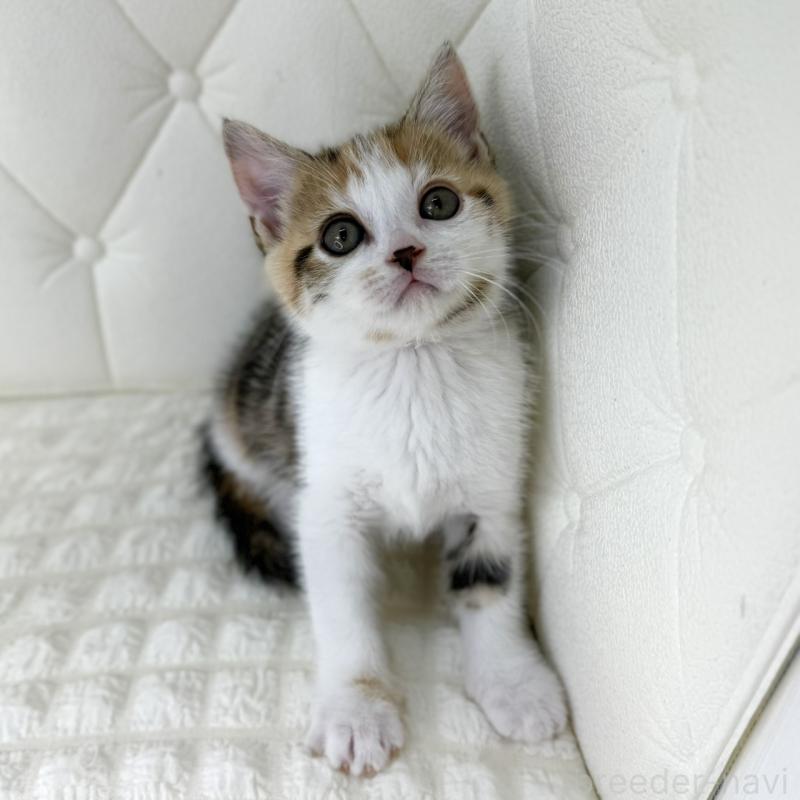 販売中の鹿児島県のスコティッシュフォールド-133195の6枚目