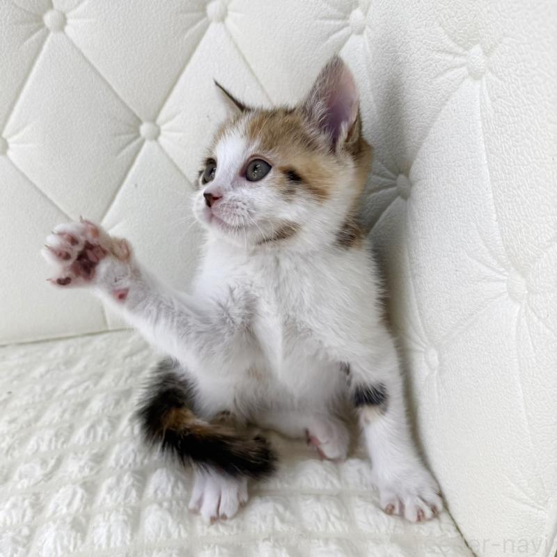 販売中の鹿児島県のスコティッシュフォールド-133195の5枚目