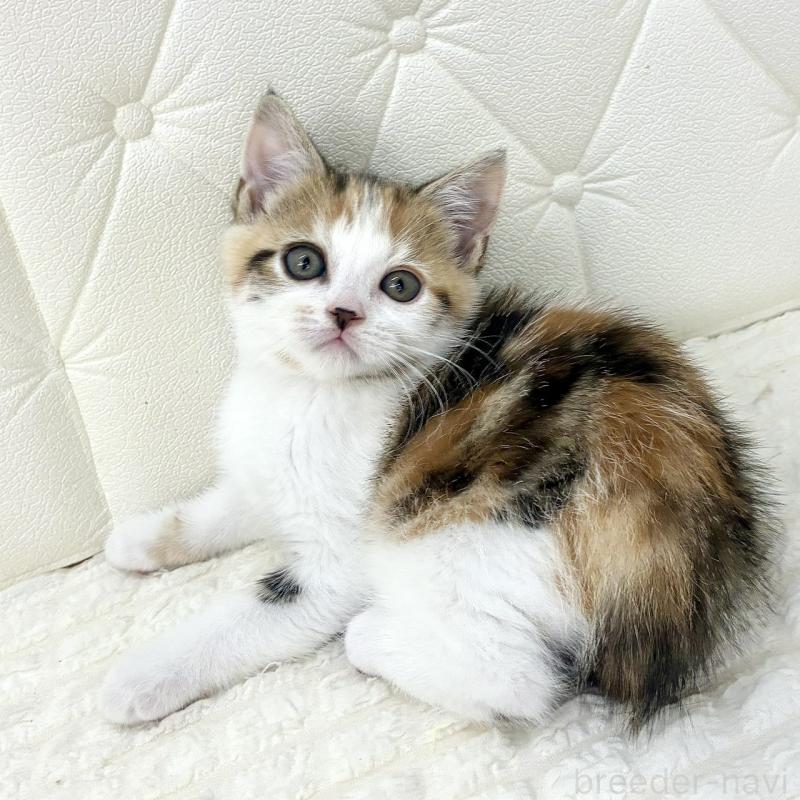 販売中の鹿児島県のスコティッシュフォールド-133195の4枚目