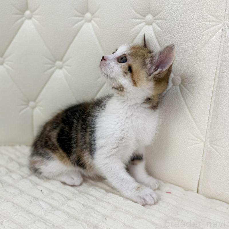 販売中の鹿児島県のスコティッシュフォールド-133195の3枚目