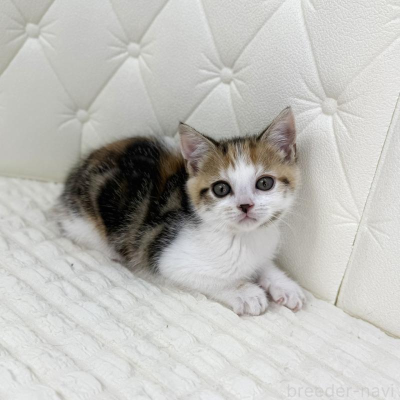 販売中の鹿児島県のスコティッシュフォールド-133195の2枚目